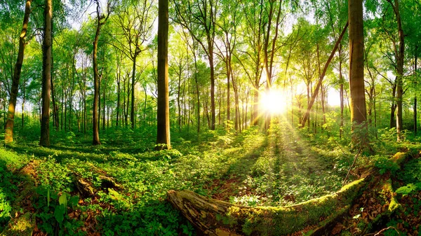 Schöner Wald Mit Heller Sonne Die Durch Die Bäume Scheint — Stockfoto