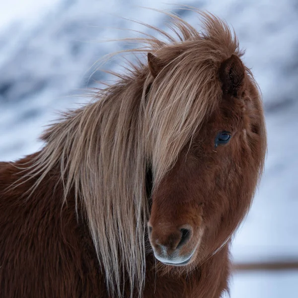 Iceland Horse Equus Caballus Traditional Horse Icelandic Island — Stock Photo, Image