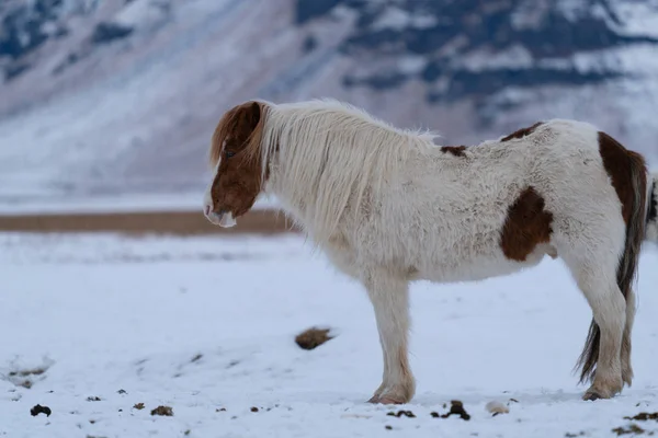 Cavallo Islandese Equus Caballus Cavallo Tradizionale Dell Isola Islandese — Foto Stock