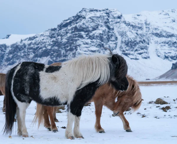 冰岛马 埃斯库斯卡巴鲁斯 冰岛岛的传统马 — 图库照片