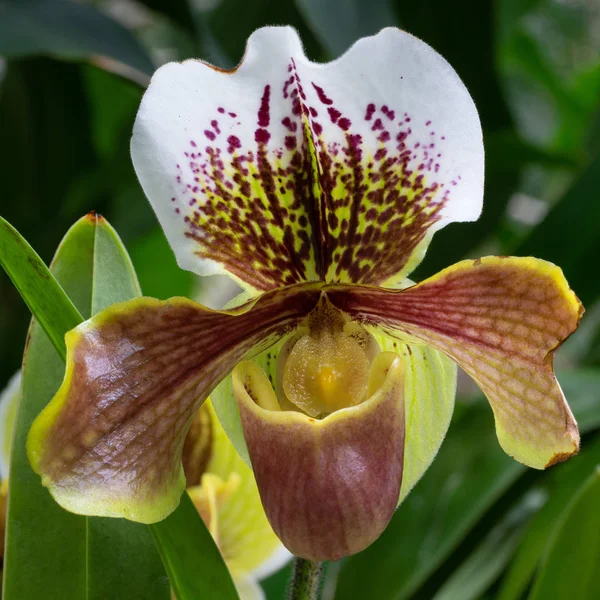 Orkidé Paphiopedilum Närbild Blomhuvudet — Stockfoto