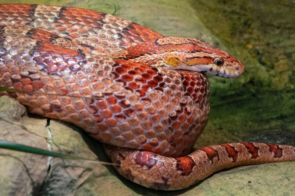 Couleuvre Fauve Est Pantherophis Guttatus Gros Plan — Photo