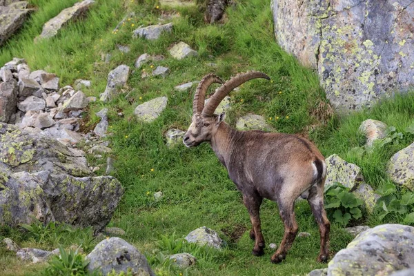 Steenbok Dier Natuur Fauna — Stockfoto