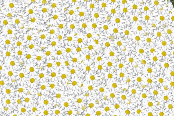 Schöne Blüte Gänseblümchen Blumen Hintergrund Gruppe Von Kamillenblütenköpfen Niedliches Weißes — Stockfoto