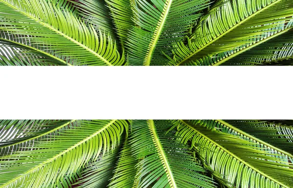 抽象的な緑の葉のテクスチャ 自然の背景 熱帯のジャングルの葉 テキストの背景テクスチャのためのスペースを持つ緑の葉 — ストック写真
