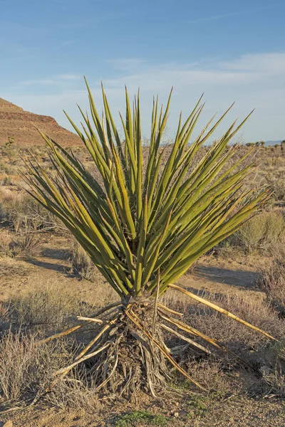 Mojave Yucca Desierto Reserva Nacional Mojave California — Foto de Stock