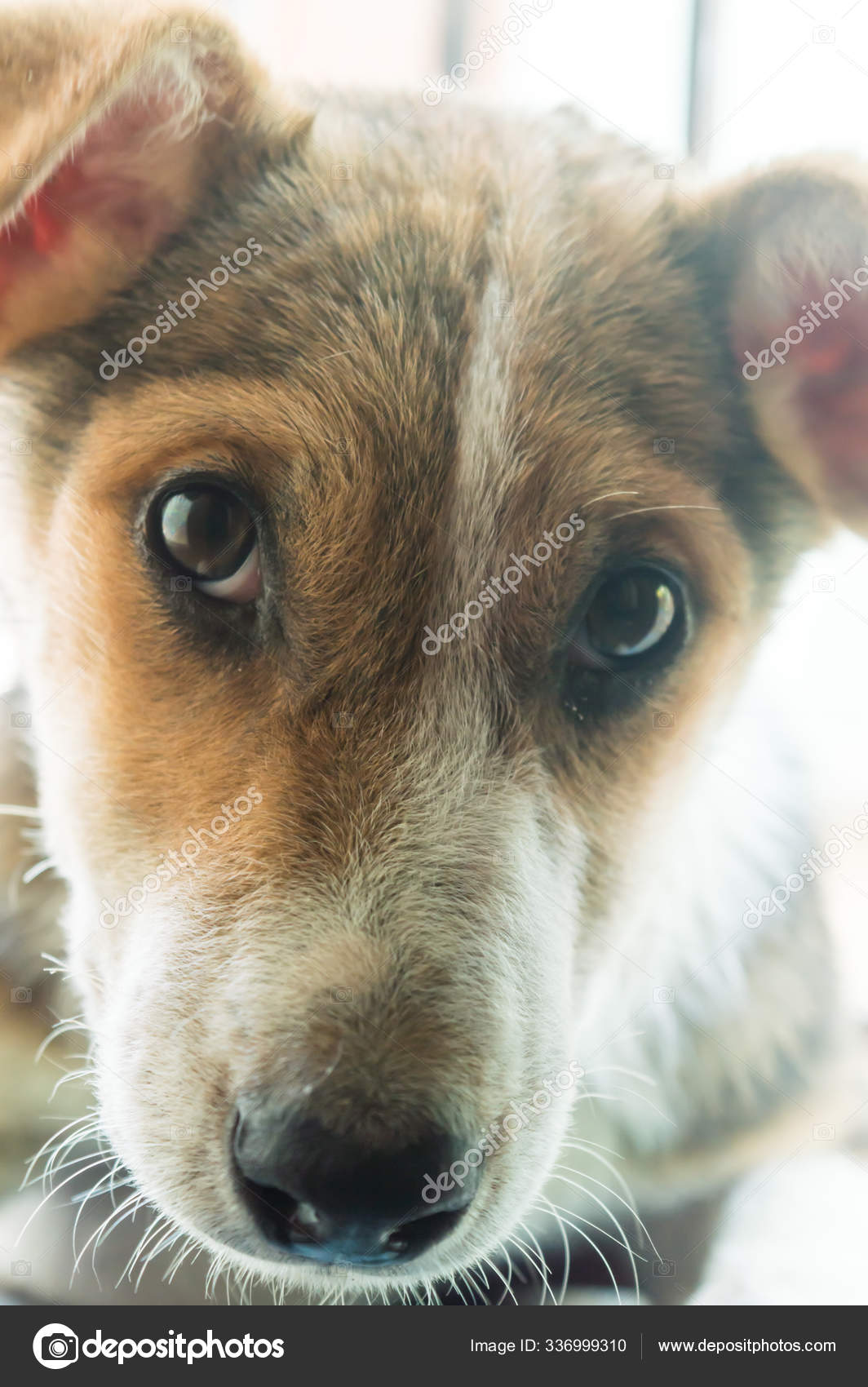Brown White Color Cute Small Terrier Mixed Breed Indian Friendly Stock Photo by ©PantherMediaSeller 336999310 Brown White Color Cute Small Terrier Mixed Breed Indian Friendly Stock Photo by ©PantherMediaSeller 336999310