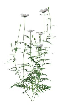 3D rendering of a poppy plant with white flowers isolated on white background clipart