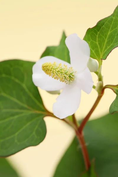 Houttuynia Cordaat Viskruid Met Bloem Chinese Geneeskunde — Stockfoto