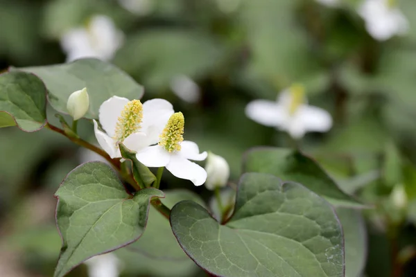 Houttuynia Kordat Bitkisinin Beyaz Çiçeği — Stok fotoğraf