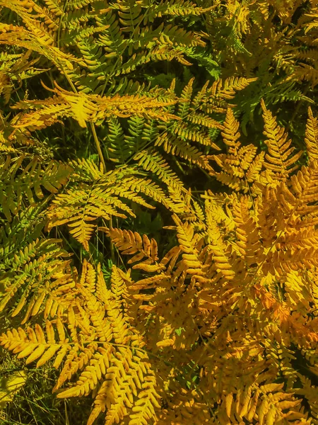 金草叶 橙色色调的热带叶子 花卉婚礼背景 秋天的森林海报 植物植物叶子纹理 异国情调的叶子纹理 热带自然横幅模板 — 图库照片