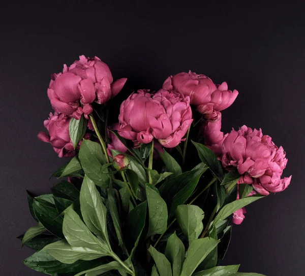 Gäng Röda Pioner Med Gröna Blad Svart Bakgrund Uppifrån — Stockfoto