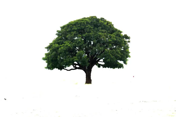 Krásná Palma Bílém Pozadí Krásné Stromy Kalkaty Indii Vhodné Pro — Stock fotografie