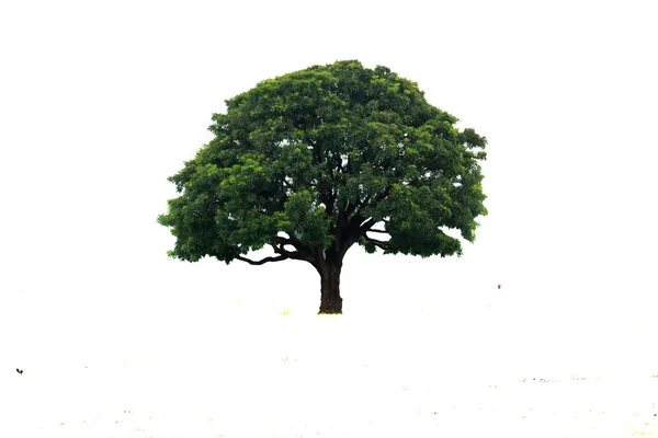 Hermosa Palmera Sobre Fondo Blanco Hermoso Árbol Calcuta India Adecuado — Foto de Stock