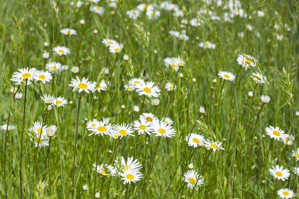 Daisies Meadow Close — Stock Photo, Image
