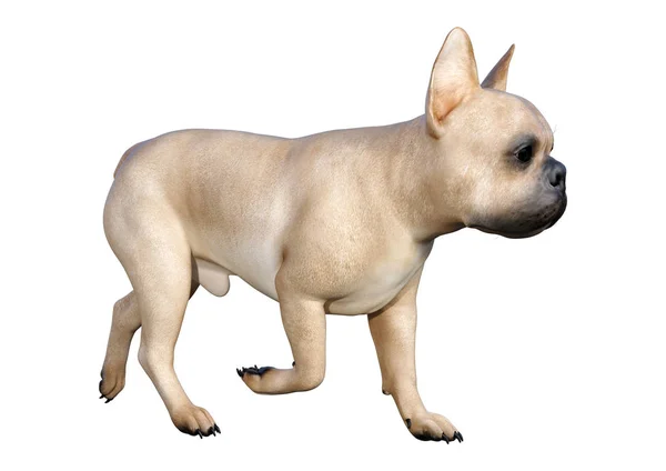 Rendering Fawn French Bulldog Isolated White Background — Stock Photo, Image