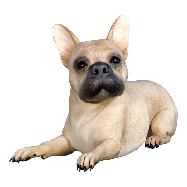 Prostorové Vykreslování Fawn Francouzského Bulldoga Izolovaného Bílém Pozadí — Stock fotografie