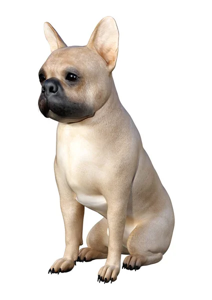 Rendering Bulldog Francese Fulvo Isolato Sfondo Bianco — Foto Stock