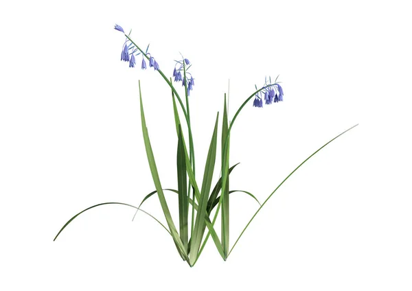 Representación Flores Bluebell Hyacinthoides Scripta Aisladas Sobre Fondo Blanco —  Fotos de Stock