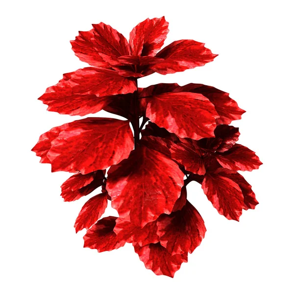 Rendering Una Pianta Coleus Rosso Isolato Sfondo Bianco — Foto Stock