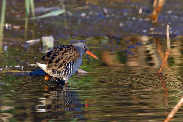 Water Spoor Zoek Naar Vis Een Vijver Herfst — Stockfoto