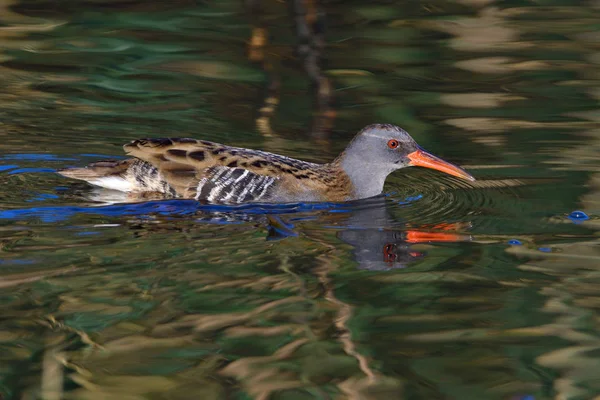 Water Spoor Zoek Naar Vis Een Vijver Herfst — Stockfoto