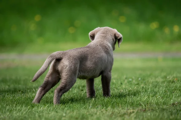 Bedårande Labrador Valp Hund — Stockfoto