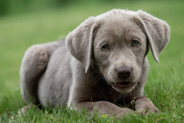 Bedårande Labrador Valp Hund — Stockfoto