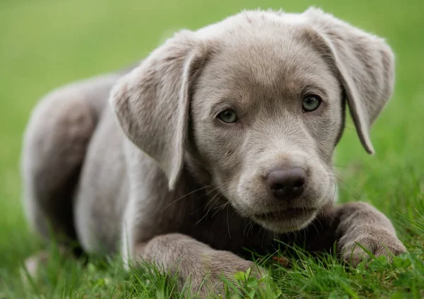 可愛いラブラドール子犬犬 — ストック写真
