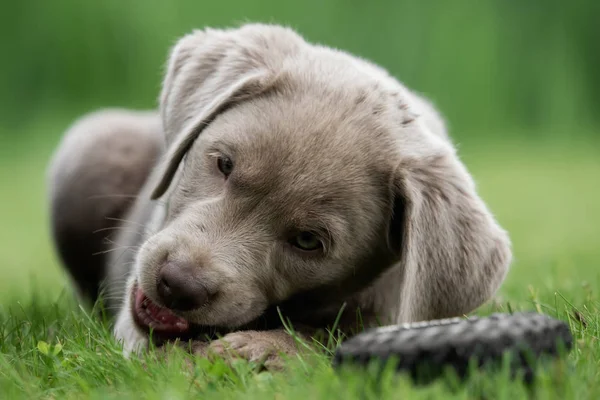 Entzückender Labrador Welpe — Stockfoto