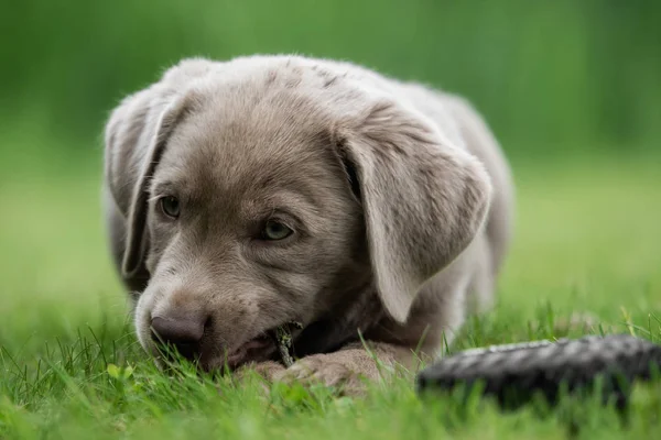 귀여운 래브라도 강아지 — 스톡 사진