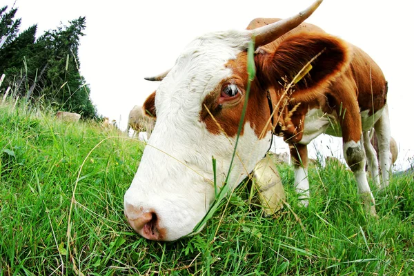 Wide Angle View Head Simmental Cattle Horns Bell Grazing Pasture — 스톡 사진