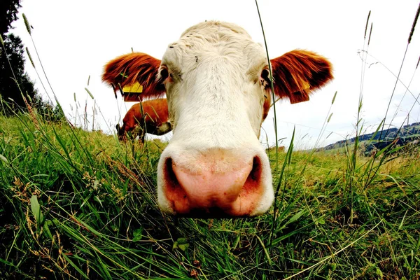 Meraklı Bir Sığırın Otlaktaki Kafasının Geniş Açılı Görüntüsü — Stok fotoğraf