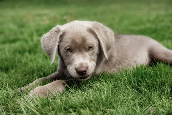 可愛いラブラドール子犬犬 — ストック写真
