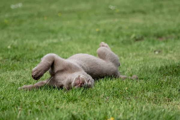 Adorável Cão Cachorro Labrador — Fotografia de Stock