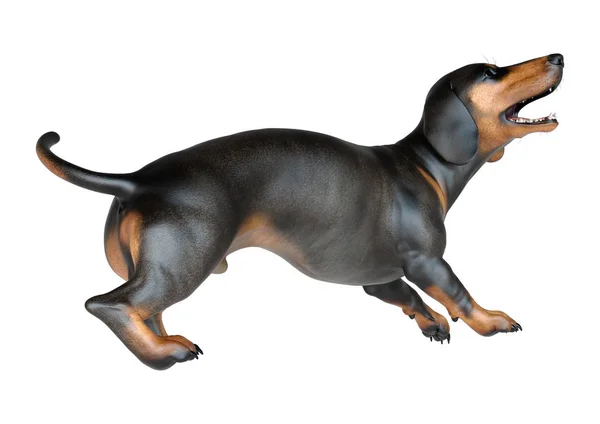 3D渲染在白色背景下隔离的腊肠犬 獾犬或香肠犬 — 图库照片