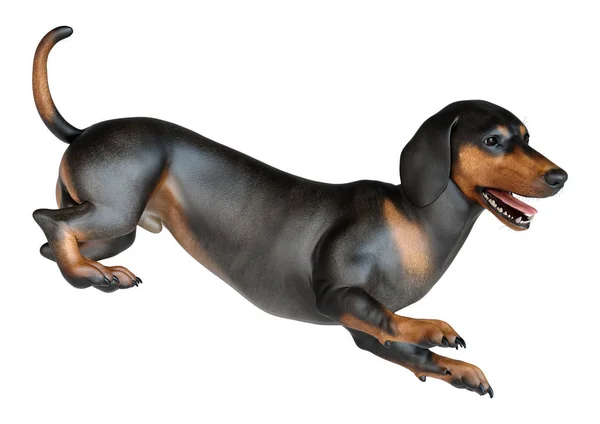 Renderização Dachshund Cão Texugo Cão Salsicha Isolado Fundo Branco — Fotografia de Stock