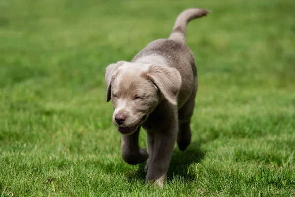 Entzückender Labrador Welpe — Stockfoto