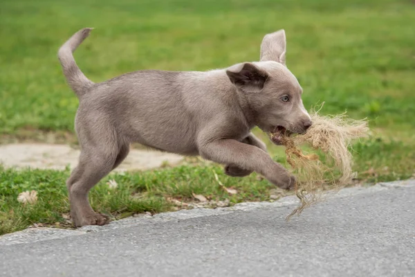 Adorable Chiot Labrador Chiot — Photo