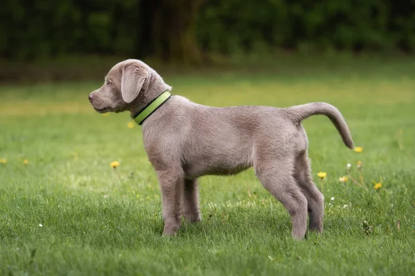 Bedårande Labrador Valp Hund — Stockfoto