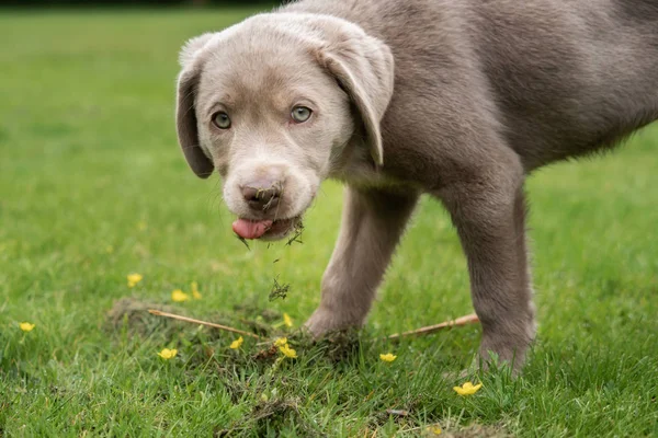 Schattige Labrador Puppy Hond — Stockfoto