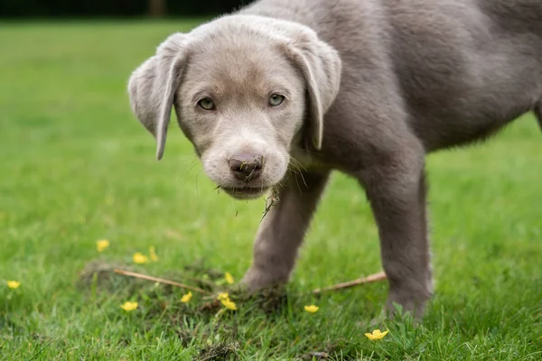 Bedårande Labrador Valp Hund — Stockfoto