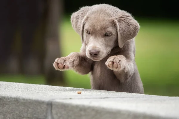 Bedårande Labrador Valp Hund — Stockfoto