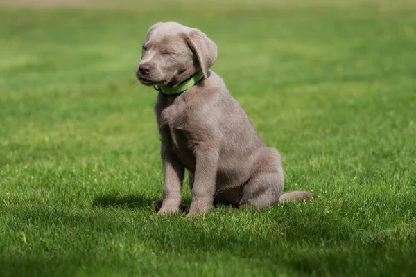 Bedårande Labrador Valp Hund — Stockfoto