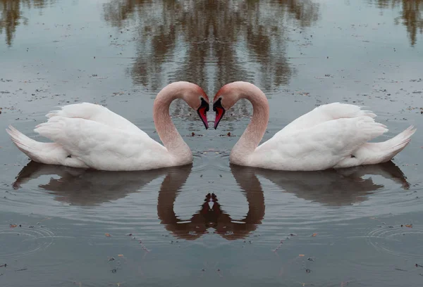 Swans Liefde Hart Zwaan Waterspiegel Beeld Tender Vertolking Van Liefde — Stockfoto