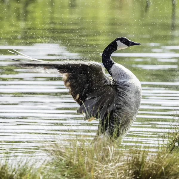 ゴズリングはお前を震わせゴズリングはお前を振る — ストック写真