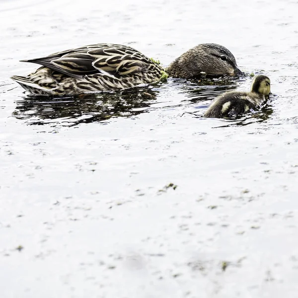 Duck and ducklings roast for algae