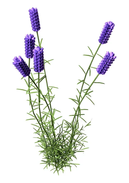 Weergave Van Lavendelbloemen Geïsoleerd Witte Achtergrond — Stockfoto