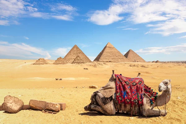 Mısır Piramitlerinin Önünde Bir Deve Giza Mısır — Stok fotoğraf