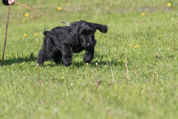 Štěně Černého Knírače Pes Trénuje Hledání Vodítek — Stock fotografie